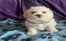 Bichon Frise dogs for sale: Pure bichon frise puppies  - Image 16