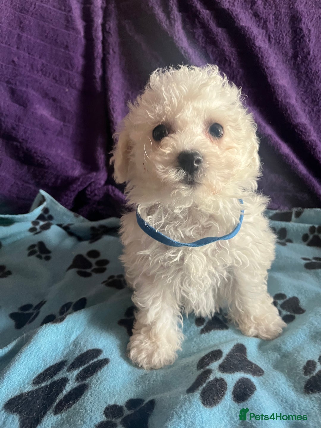 Bichon Frise dogs for sale: Pure bichon frise puppies  - Image 16