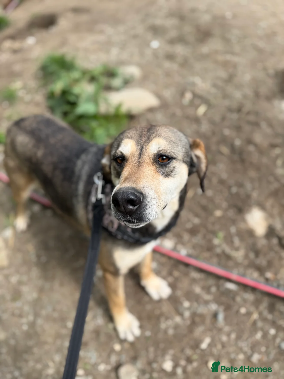 Mixed Breed dogs for adoption: Pogo is looking for a family  in Coventry - Advert 3