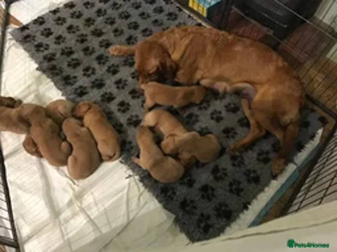 Labrador Retriever dogs for sale: Fox red Labrador puppies  - Image 1
