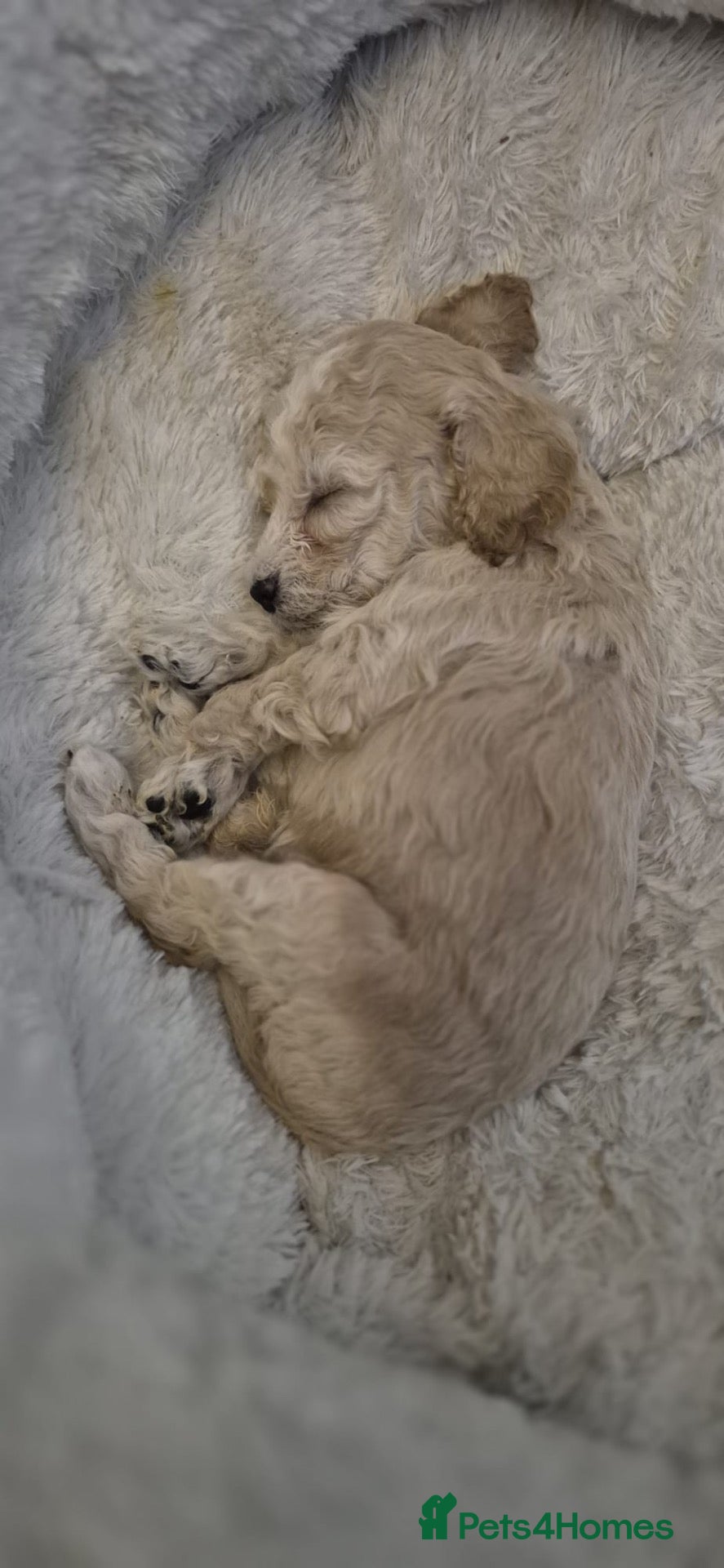 Cockapoo dogs Beautiful cute cockapoo’s F2  - Advert 2