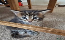 Maine Coon cats for sale: Beautiful Maine Coon kittens  - Image 5