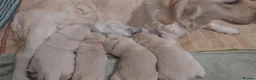 Golden Retriever dogs for sale: Gorgeous puppies  - Advert 3