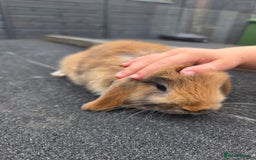 Mini Lop rabbits for sale: 2 mini lops  - Image 5