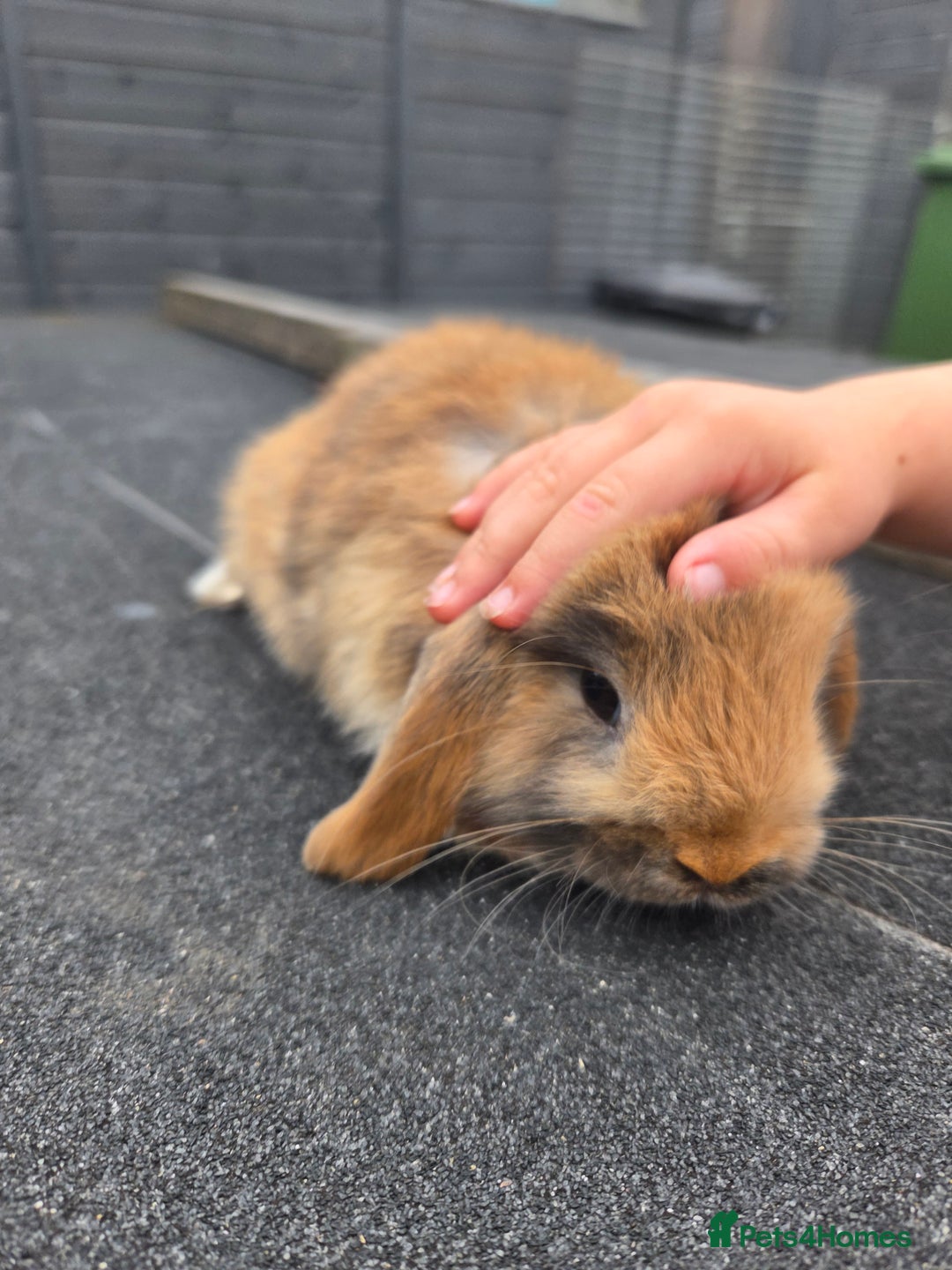 Mini Lop rabbits for sale: 2 mini lops  - Image 5