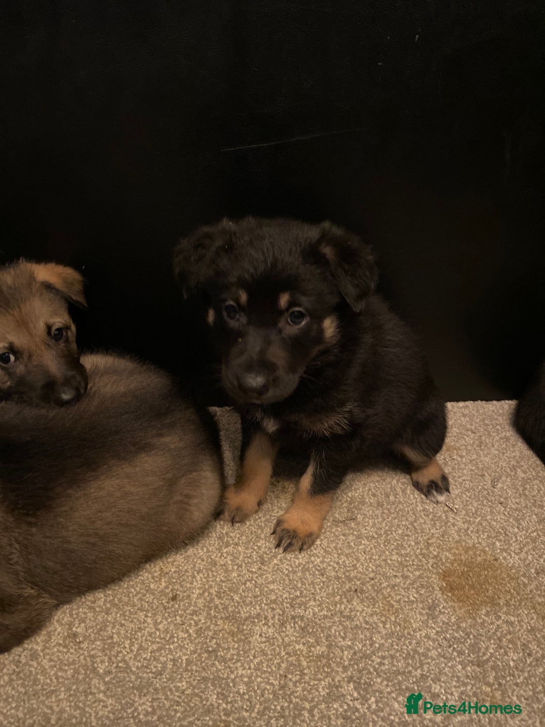 German Shepherd dogs for sale: Outstanding German shepherd pups  - Advert 23
