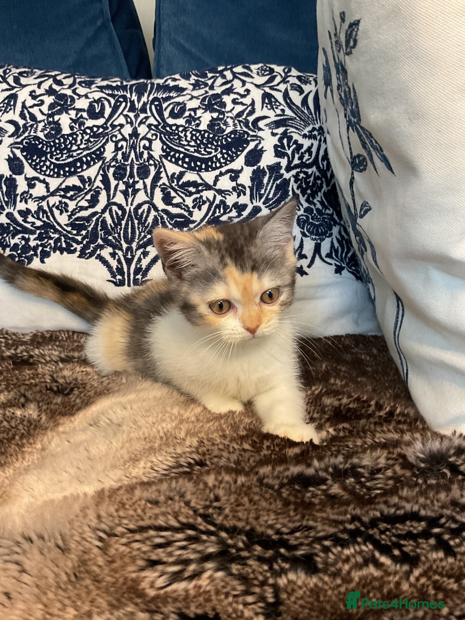 British Shorthair cats Last girl left, ready now stunning BSH 🥰 - Advert 10