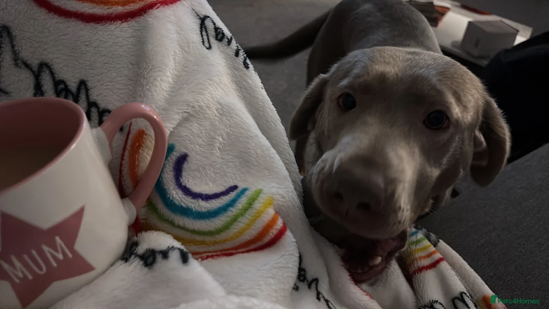 Labrador Retriever dogs for sale: Labrador for rehome  - Advert 2