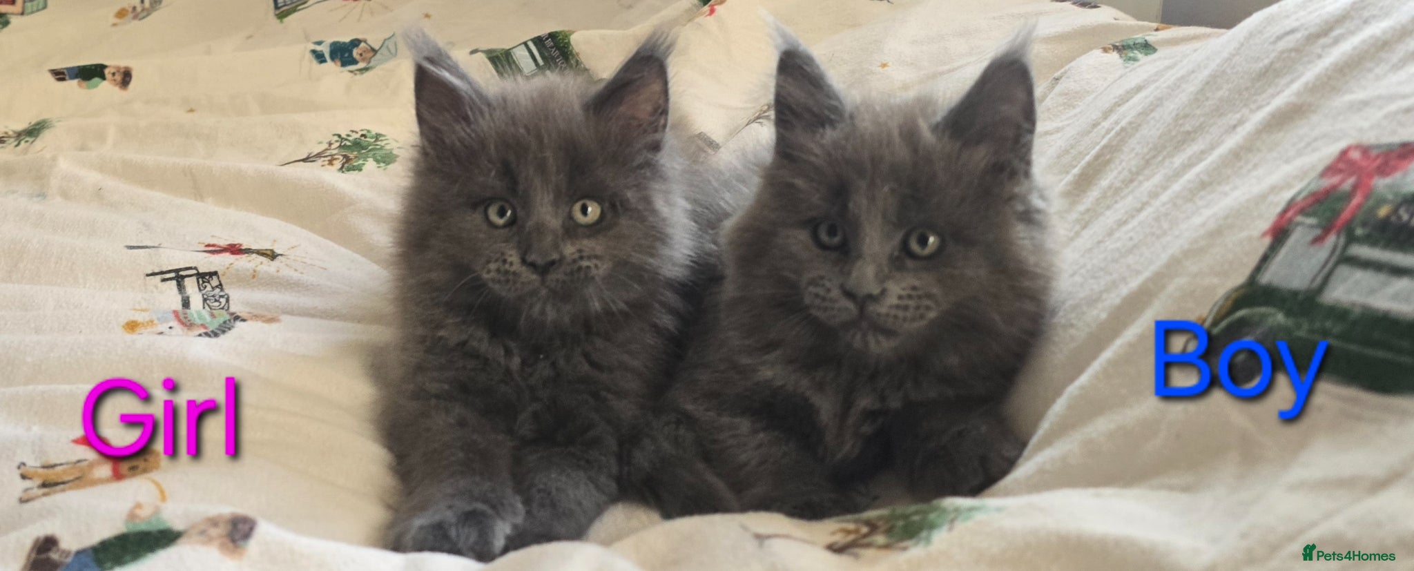 Maine Coon cats Maine coon kittens  - Advert 4