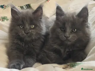 Maine Coon cats Maine coon kittens - Advert 4