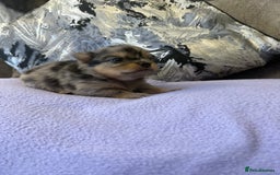 Pomchi dogs for sale: 3/4 Pomeranian  - Image 6