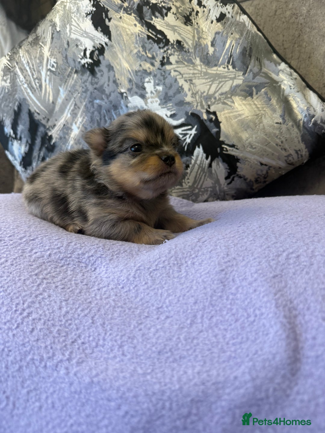 Pomchi dogs for sale: 3/4 Pomeranian  - Image 6