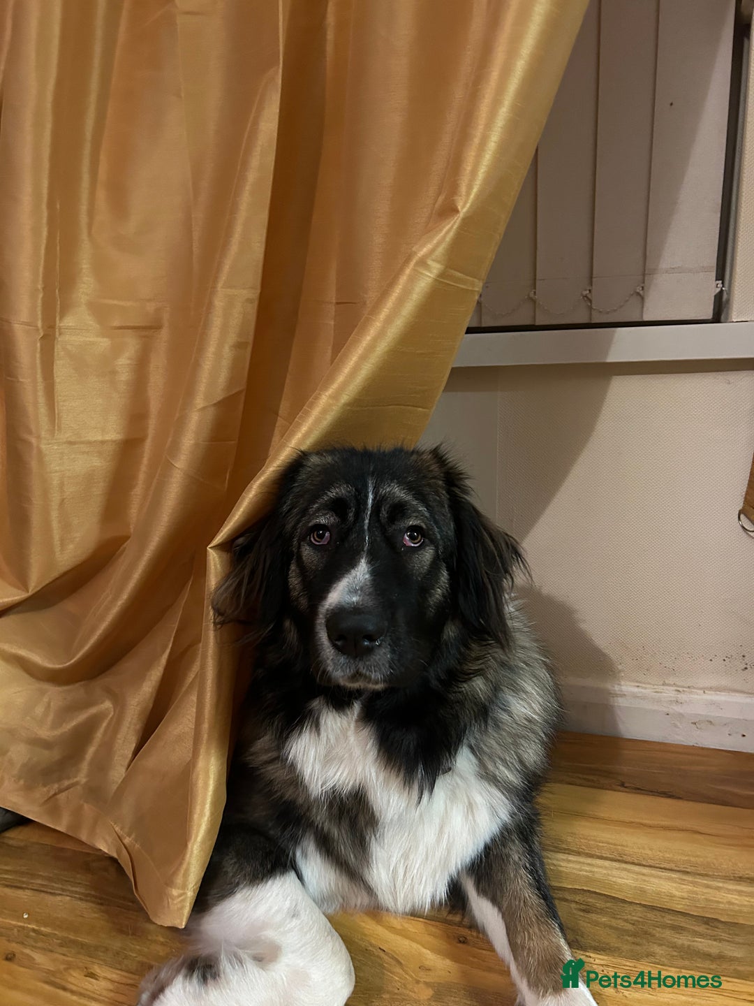 Caucasian Shepherd Dog dogs for sale: Caucasian shepherd  in Spalding - Image 1
