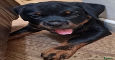 Rottweiler dogs - Advert 16