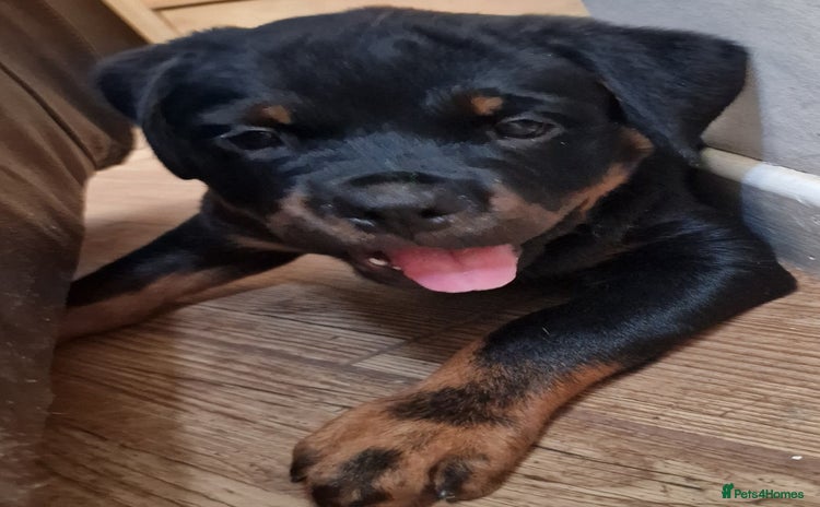 Rottweiler dogs - Advert 2