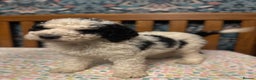 Bernedoodle dogs for sale: Bernedoodle F1B puppies - Advert 12