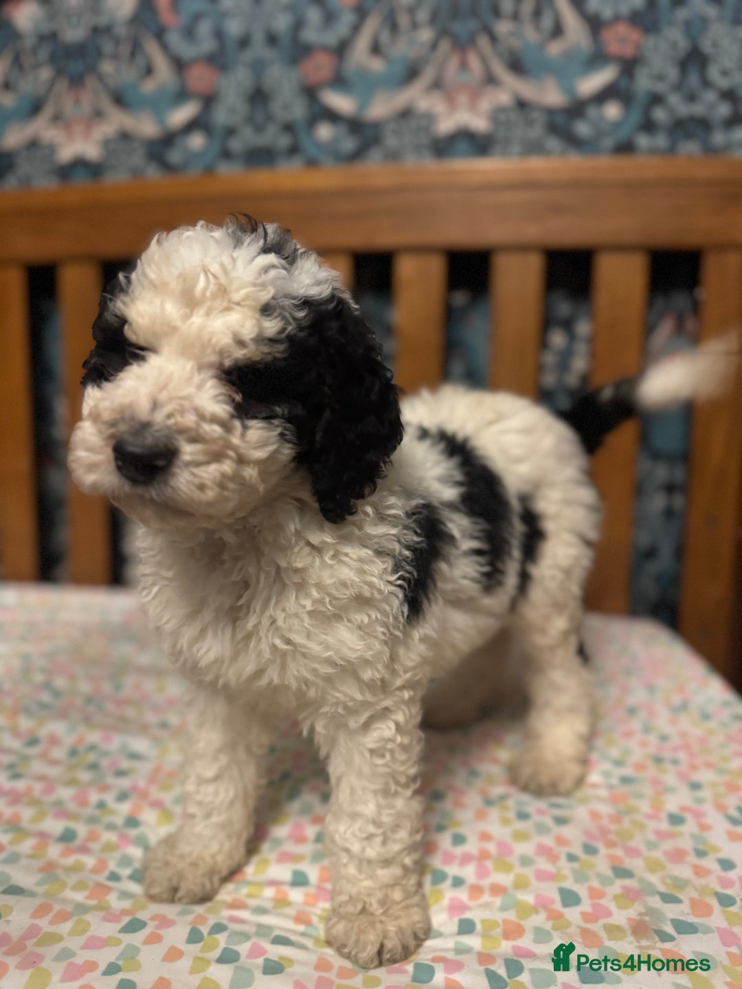 Bernedoodle dogs for sale: Bernedoodle F1B puppies - Advert 12