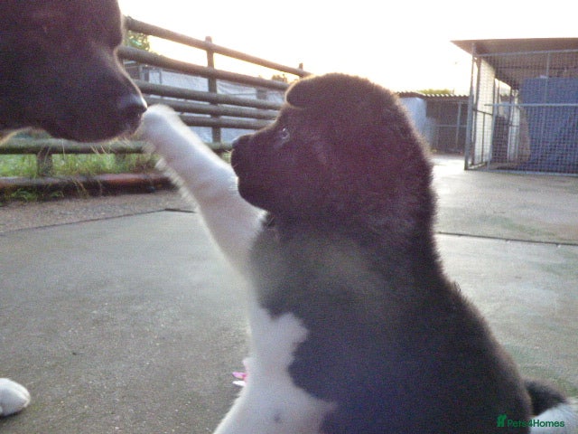 Akita dogs Quality Akita Baby Girl (KC Registered) - Advert 5