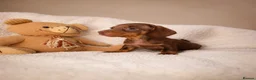 Miniature Dachshund dogs for sale: Miniature dachshund  - Advert 12