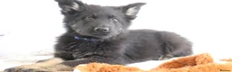 German Shepherd dogs for sale: German Shepherd - Advert 13