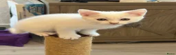 Mixed Breed cats for sale: White mixed breed - Advert 1