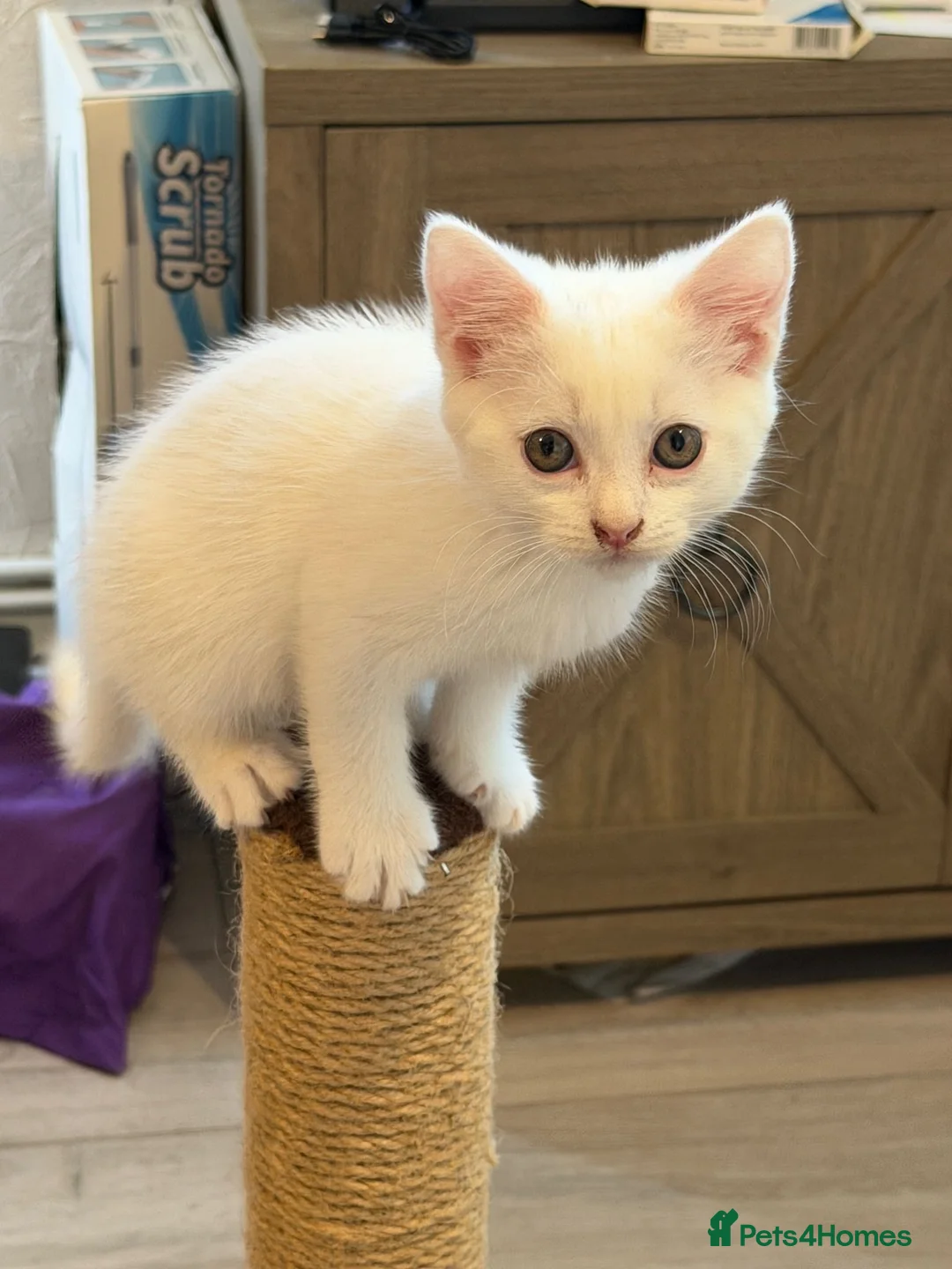 Mixed Breed cats for sale: White mixed breed - Advert 1