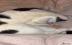 Domestic Shorthair cats for sale: One kitten and one cat (not related  - Image 6