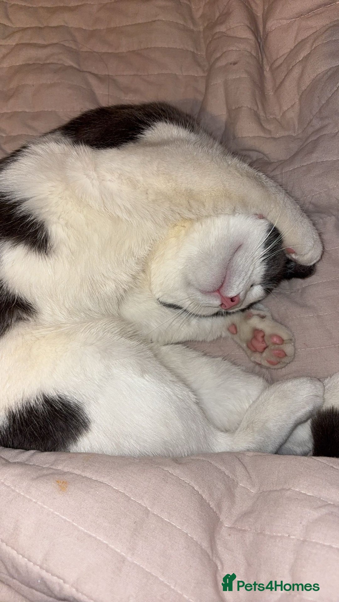 Domestic Shorthair cats for sale: One kitten and one cat (not related  - Image 6