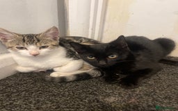 Domestic Shorthair cats for sale: Adorable 9-Week-Old Kittens!  - Image 2