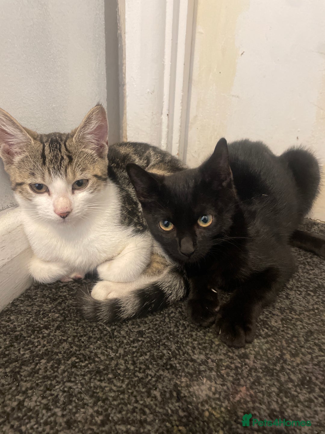 Domestic Shorthair cats for sale: Adorable 9-Week-Old Kittens!  - Image 2