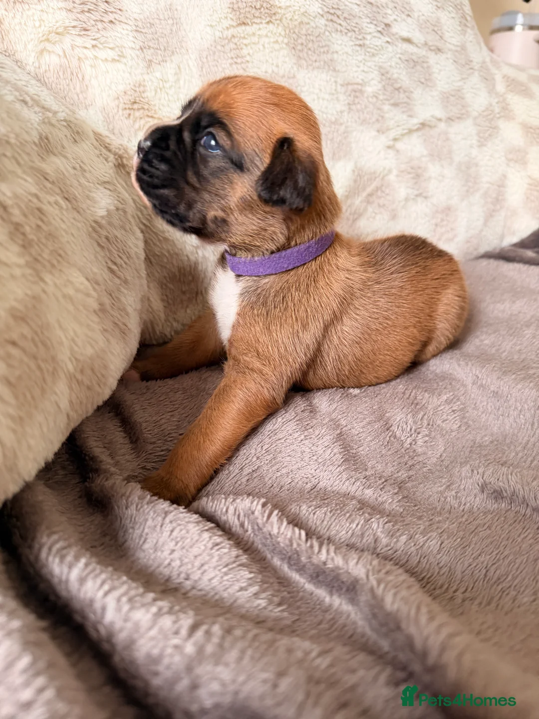 Boxer dogs for sale: KC Reg Boxers - 5 Beautiful Girls Ready Soon - Advert 4