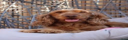 Cocker Spaniel dogs for sale: Health tested show Cocker Spaniels expected De  - Advert 2