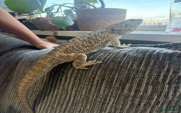 Bearded Dragon reptiles for sale: 1yo bearded dragon  - Image 6