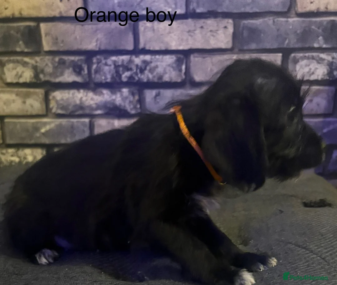 Cockapoo dogs for sale: Beautiful cockapoo puppies  - Advert 16