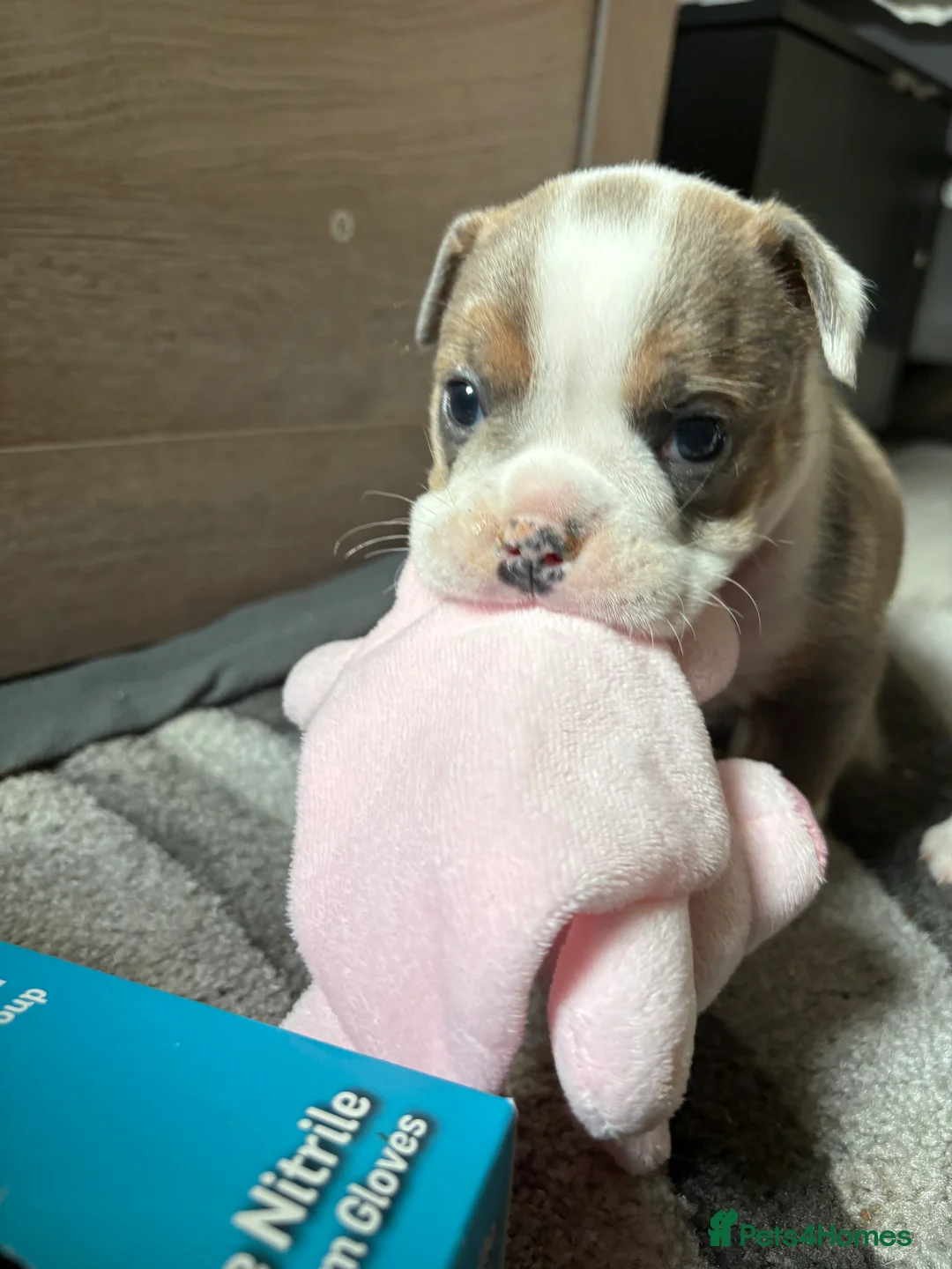 English Bulldog dogs for sale: Gorgeous English bulldog puppy NEBBR REGISTERD - Advert 21