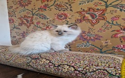 Ragdoll cats for sale: Last stunning male ragdoll (extra cuddly) - Image 3