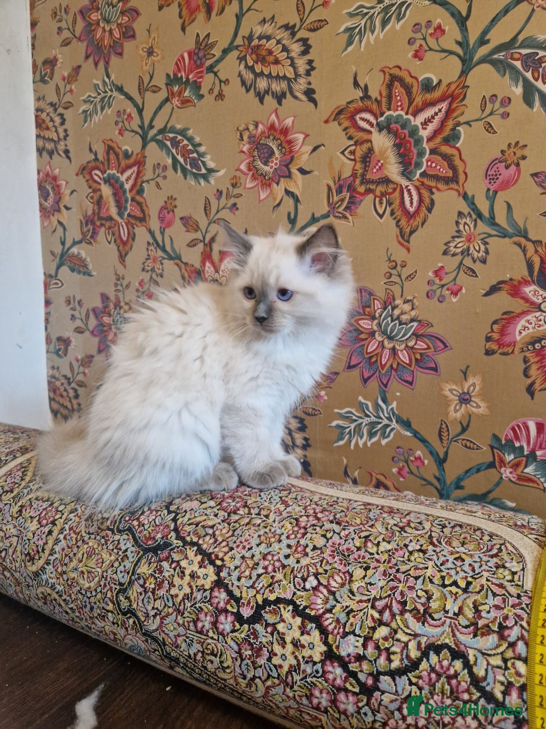 Ragdoll cats for sale: Last stunning male ragdoll (extra cuddly) - Image 3