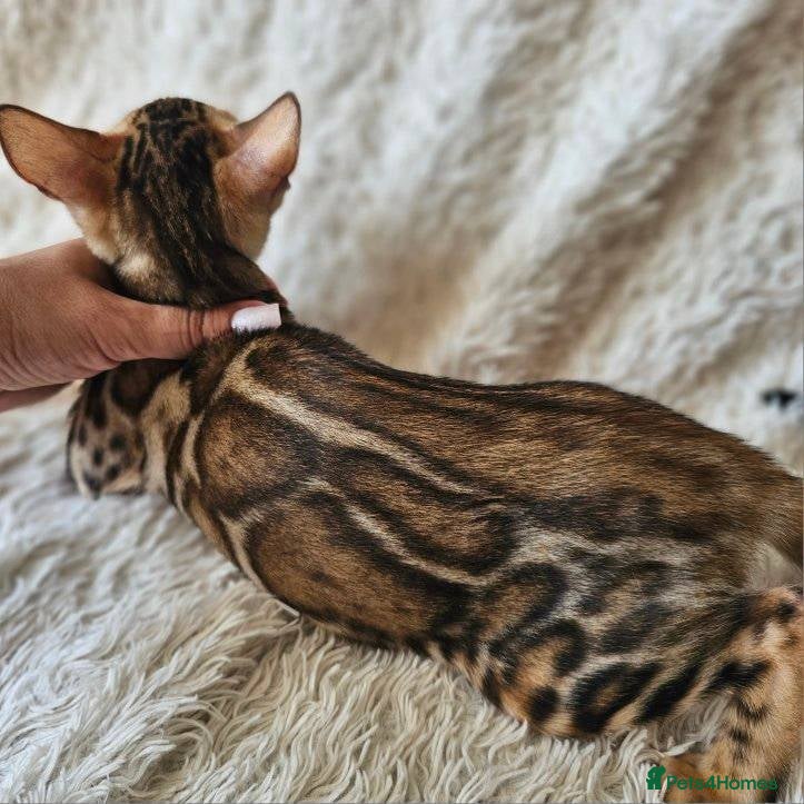 Bengal cats Unique Line Bengals - Advert 8
