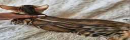 Bengal cats for sale: Unique Line Snow & Brown Bengals - Advert 1