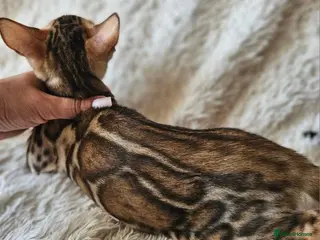 Bengal cats Unique Line Snow & Brown Bengals - Advert 1