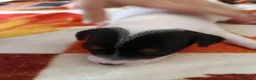 Jack Russell dogs for sale: 5 Beautiful Jack Russell Puppies - Advert 4
