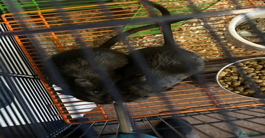 Gerbil rodents - Advert 3