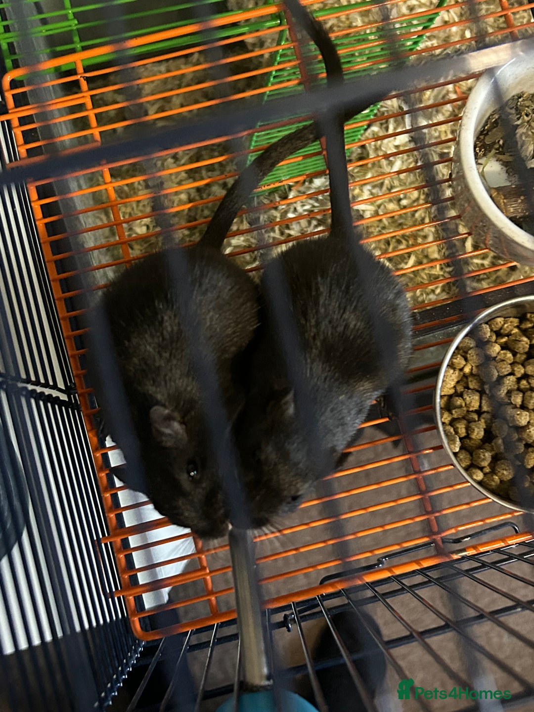 Gerbil rodents for sale: 3 boy gerbils need a loving home - Image 2