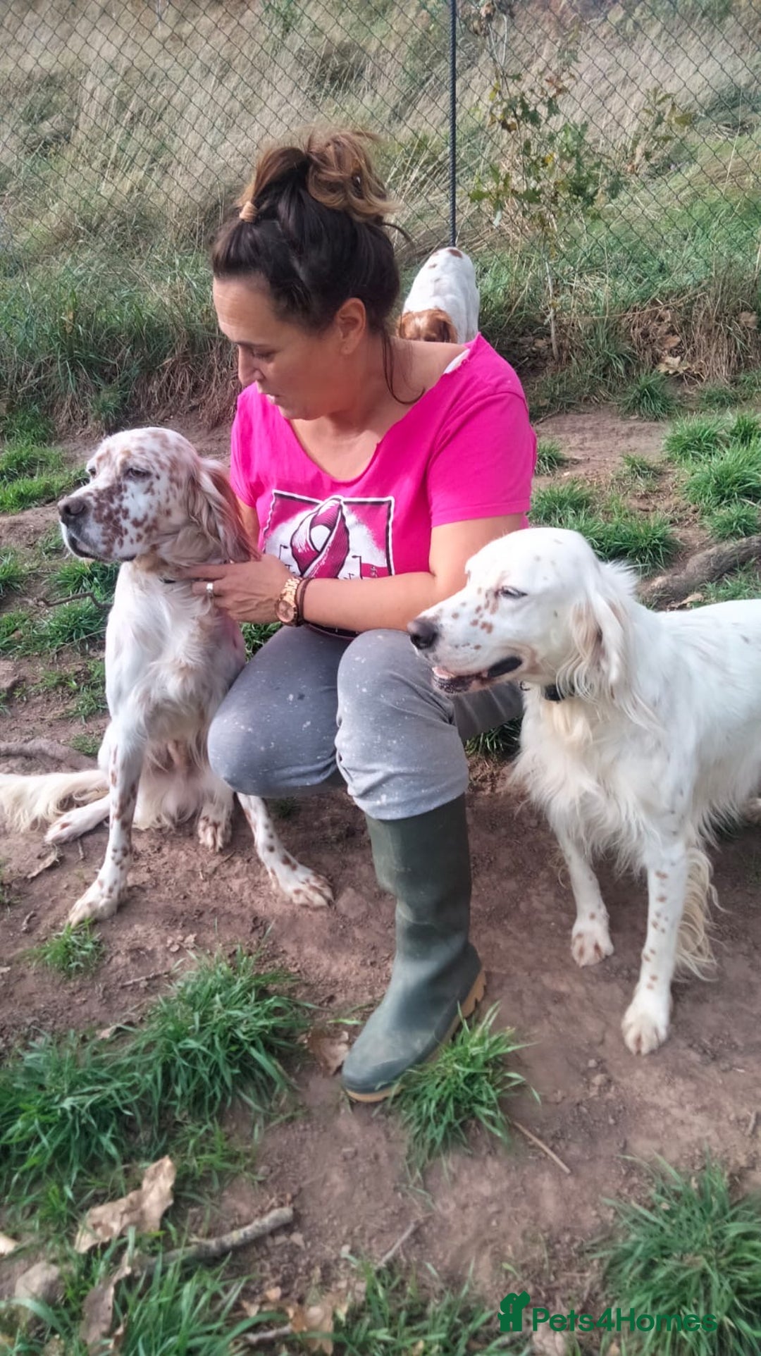English Setter dogs for adoption: Otto  - Advert 4