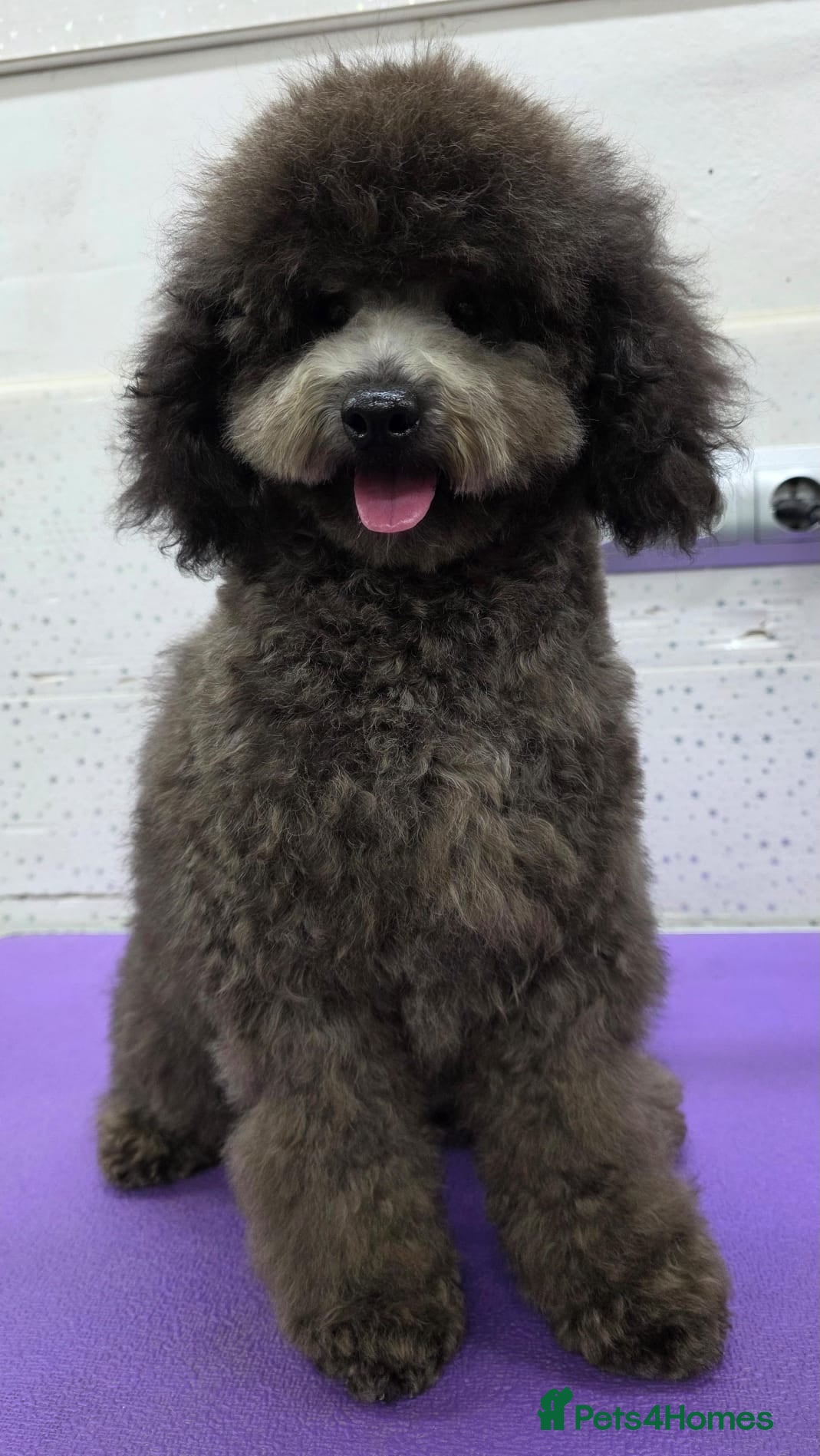 Miniature Poodle dogs BEAR – Miniature Poodle (Male) - Advert 17