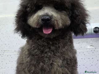 Miniature Poodle dogs BEAR – Miniature Poodle (Male) - Advert 17