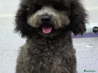 Miniature Poodle dogs BEAR – Miniature Poodle (Male) - Advert 2
