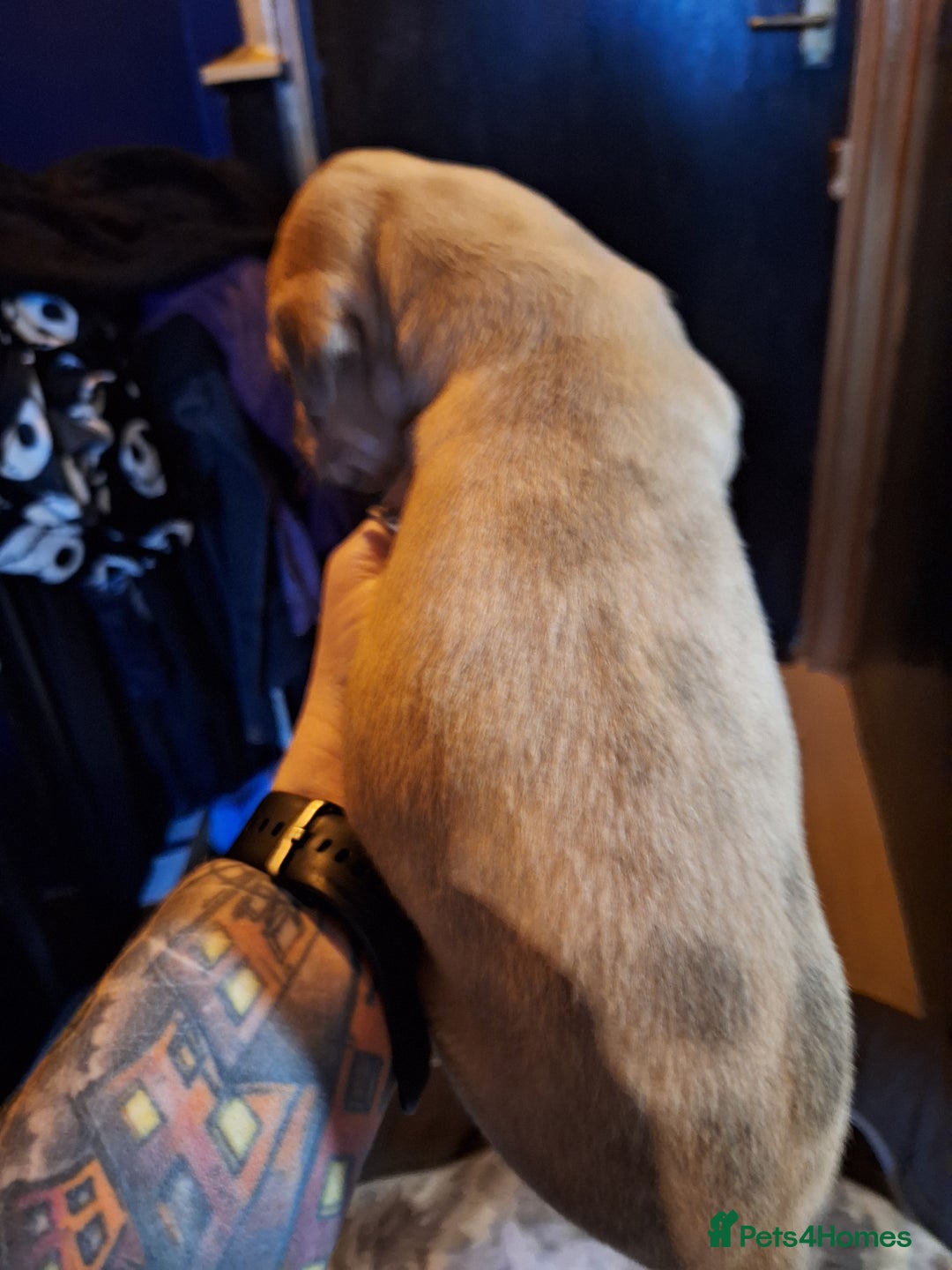 Lurcher dogs for sale: Really Now saluki Lurcher  - Advert 39