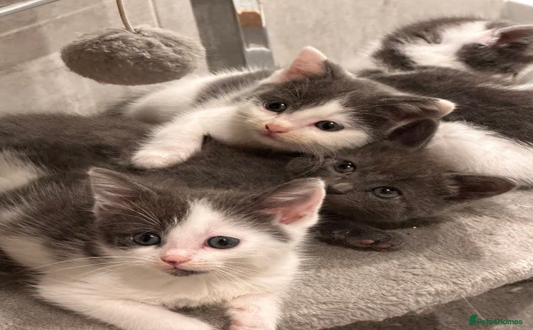 Mixed Breed cats - Advert 4