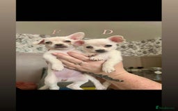 Chorkie dogs for sale: 3 beautiful white girls waiting for perfect homes - Image 5